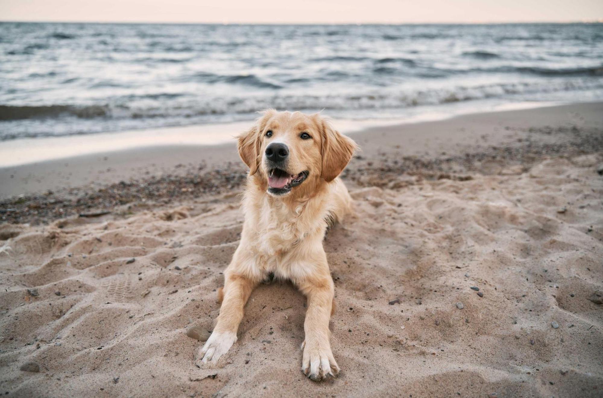 Seehund An Der Seebruecke Zingst Exterior foto
